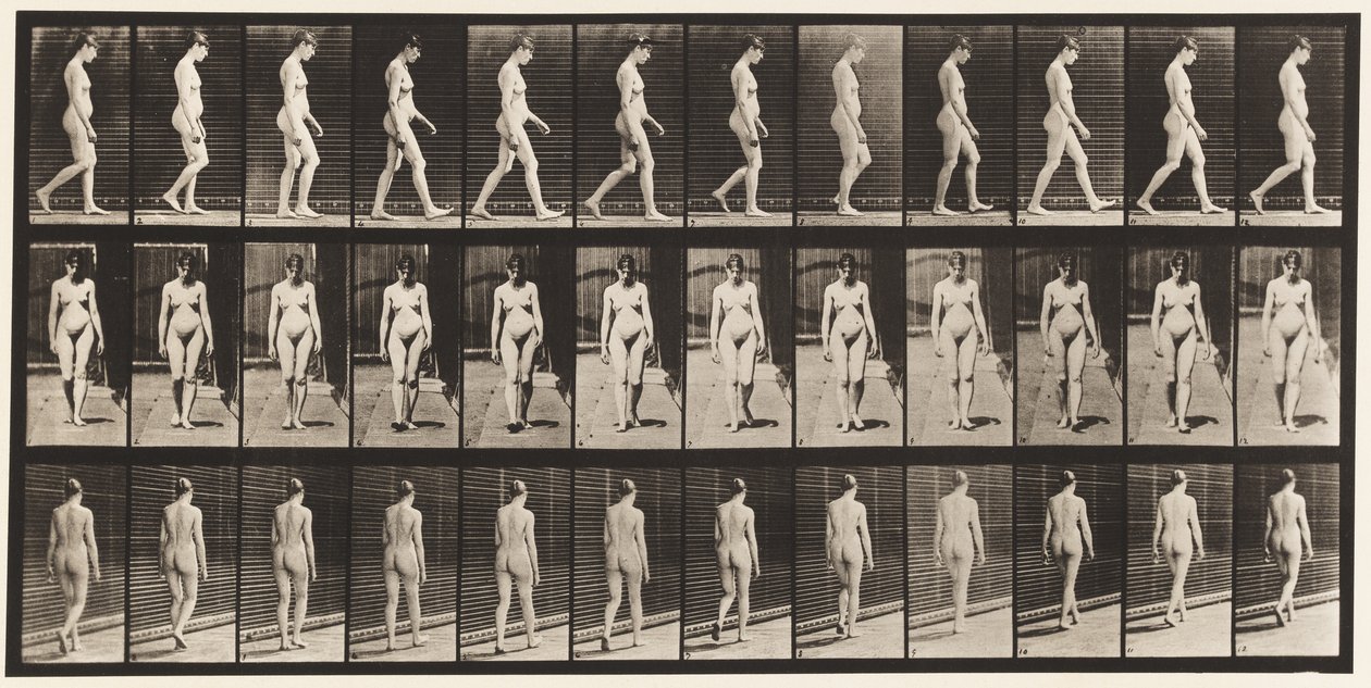 Tavle 13. Vandrende, 1872-1885 af Eadweard Muybridge