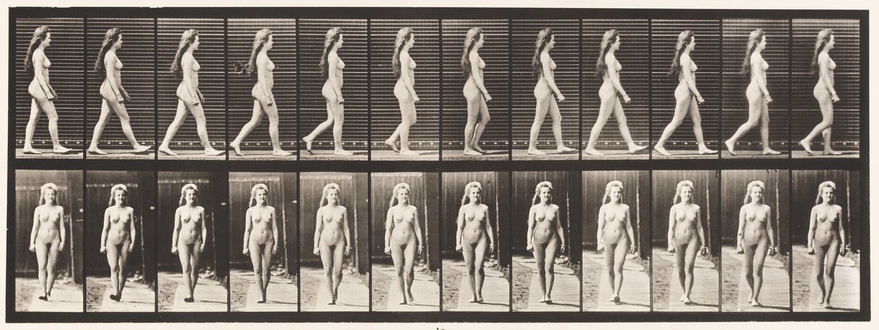 Tavle 17. Vandrende, 1872-1885 af Eadweard Muybridge