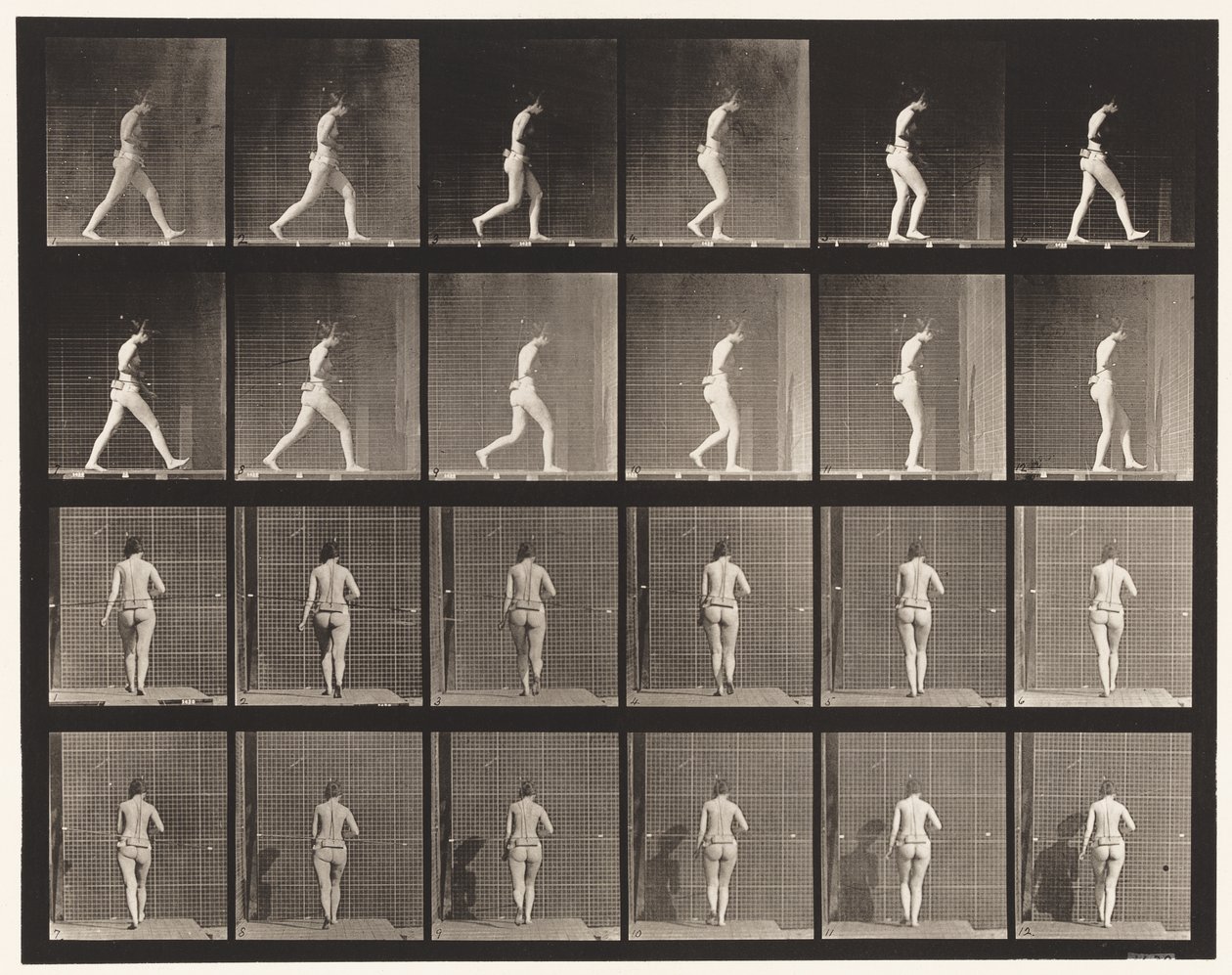 Plade 20. Gående, højre albue bøjet af Eadweard Muybridge