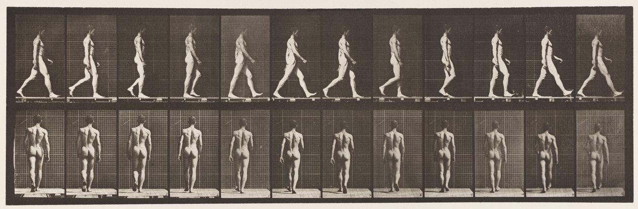 Tavle 2. Vandrende, 1872-1885 af Eadweard Muybridge