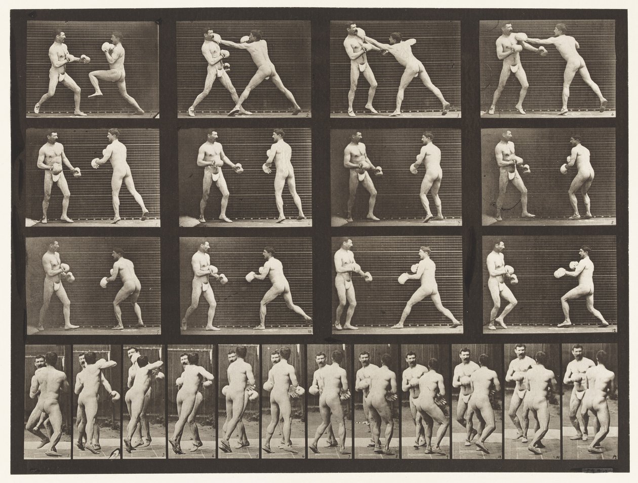 Tavle 335. Boksning; Med handsker af Eadweard Muybridge