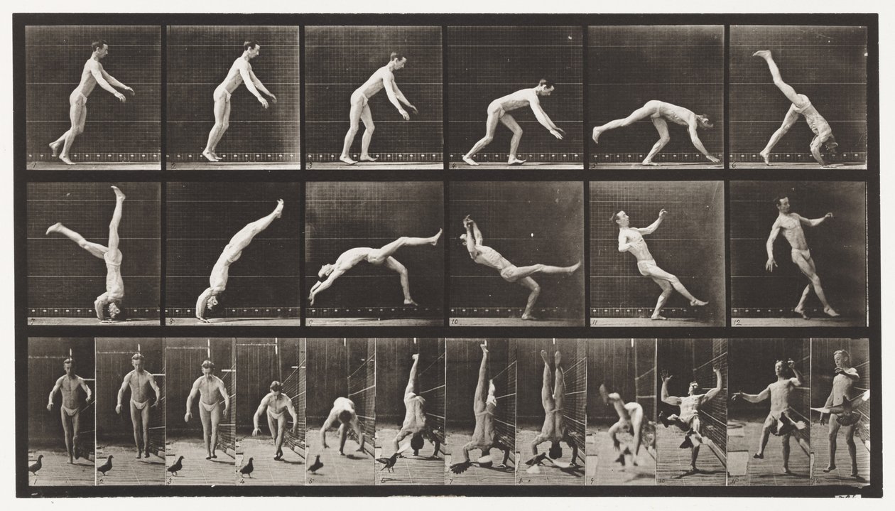Plade 365. Hovedfjeder, En flyvende due, der forstyrrer af Eadweard Muybridge