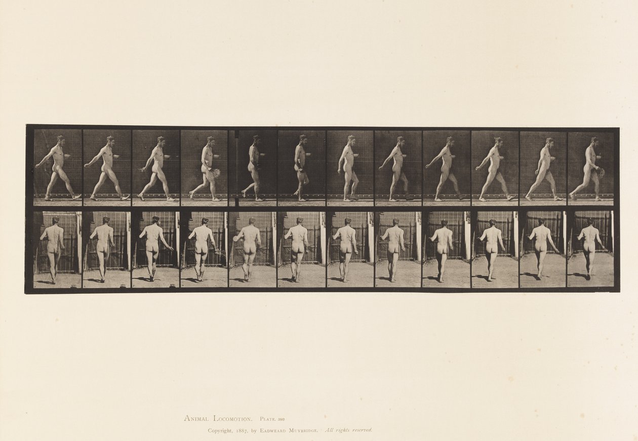 Tavle 389. Bonde, spredefrø, 1872-1885 af Eadweard Muybridge