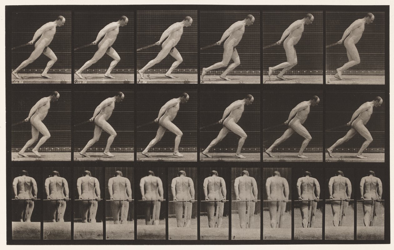 Tavle 392. Slæber en haverulle, 1872-1885 af Eadweard Muybridge