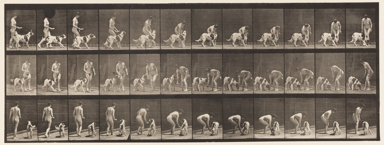 Tallerken 449. At fodre en hund af Eadweard Muybridge