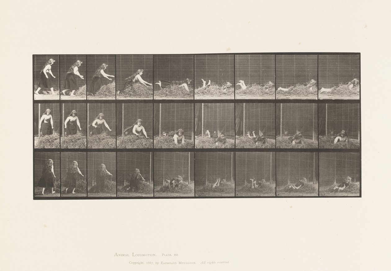 Tavle 455. Kaster selv på høbunke af Eadweard Muybridge