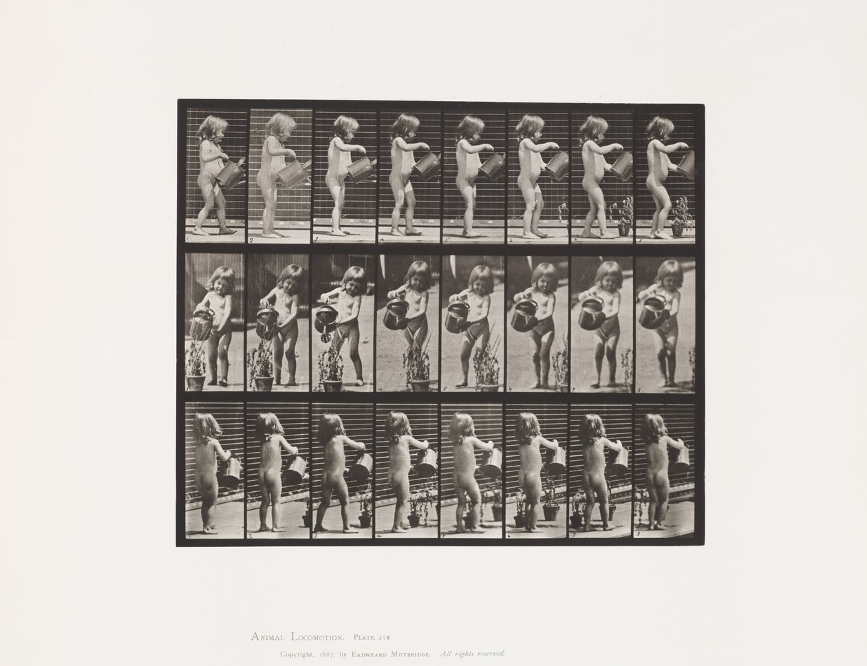 Tavle 478.Barn, drysser vand over nogle blomster, 1885 af Eadweard Muybridge