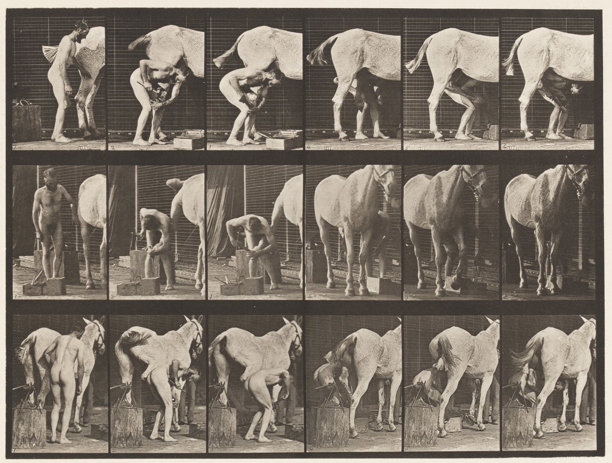Tavle 509. Skoning af en hest af Eadweard Muybridge
