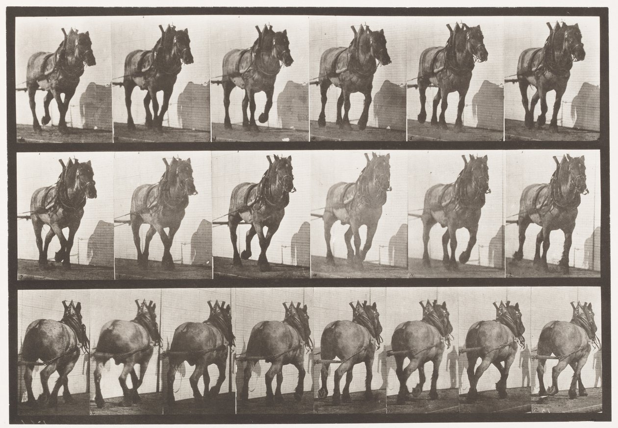 Plade 566.Hauling;Mørkegrå belgisk hestedusel, 1885 af Eadweard Muybridge