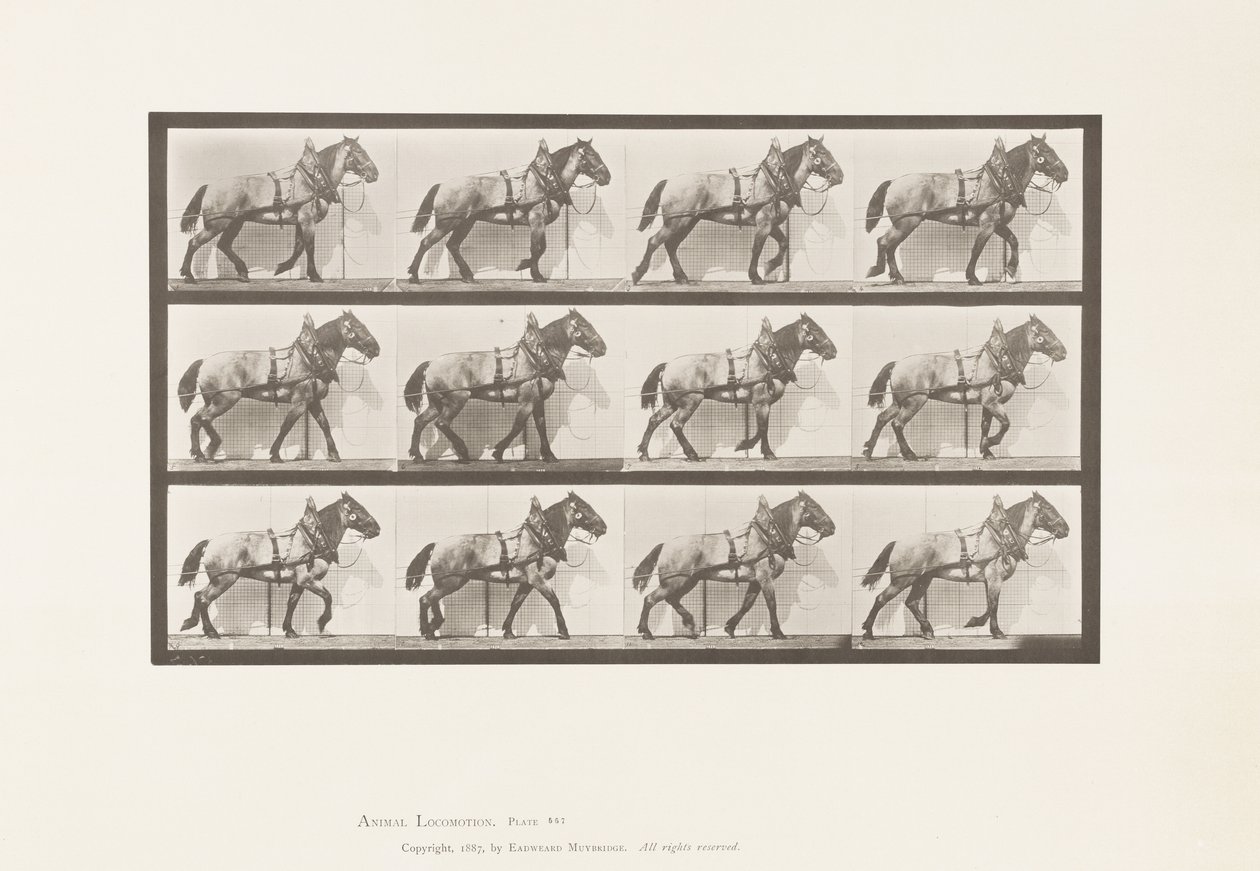 Plade 567.Hauling;Dark-Gray Belgian Horse Billy, 1885 af Eadweard Muybridge