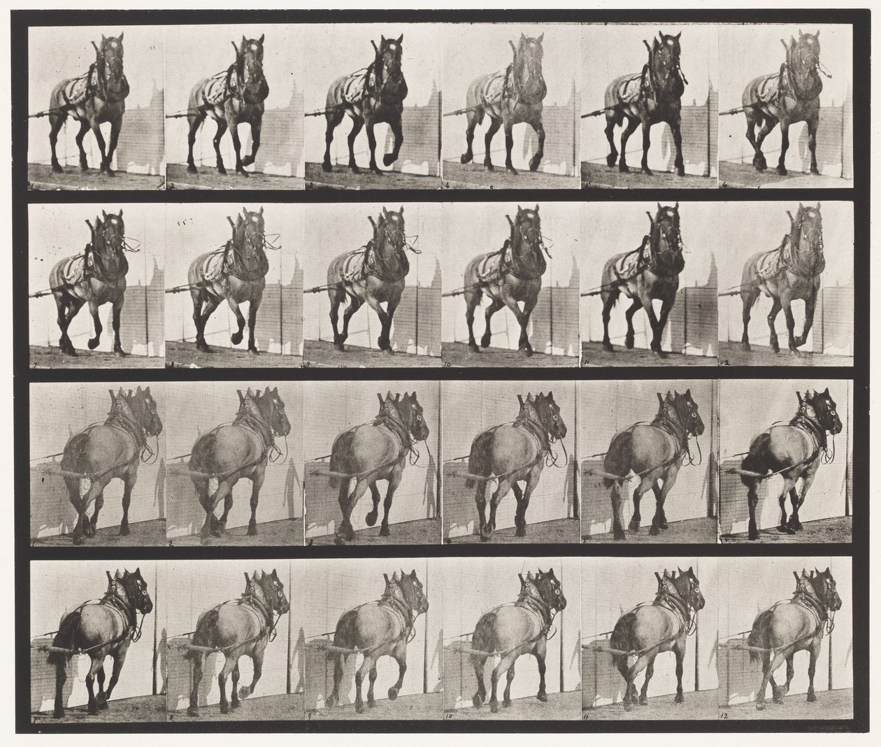 Tavle 568. Hauling;Mørkegrå belgisk hest Billy af Eadweard Muybridge