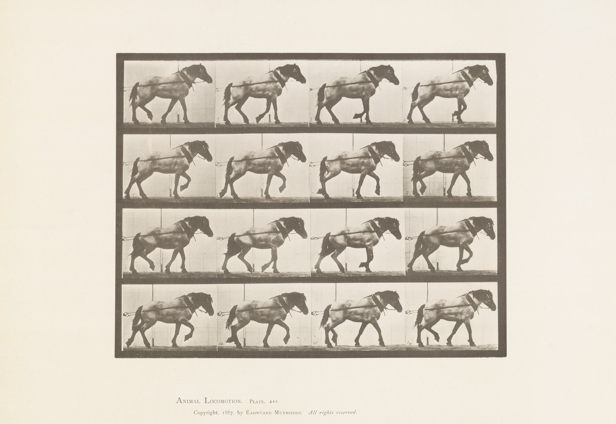 Plade 569.Hauling;Mørkegrå belgisk hest Hansel, 1885 af Eadweard Muybridge