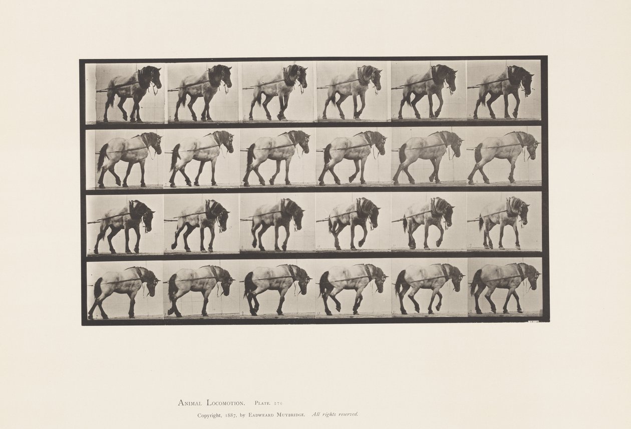 Plade 570.Hauling;Mørkegrå belgisk hest Hansel, 1885 af Eadweard Muybridge