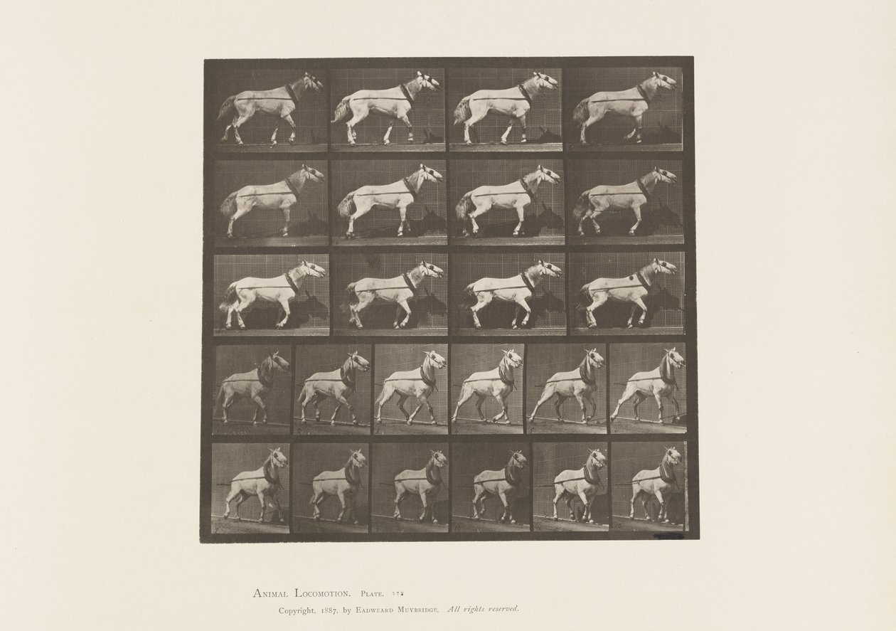 Plade 572.Huling; Hovedet bliver trukket; Lysegrå Hoppe, 1885 af Eadweard Muybridge