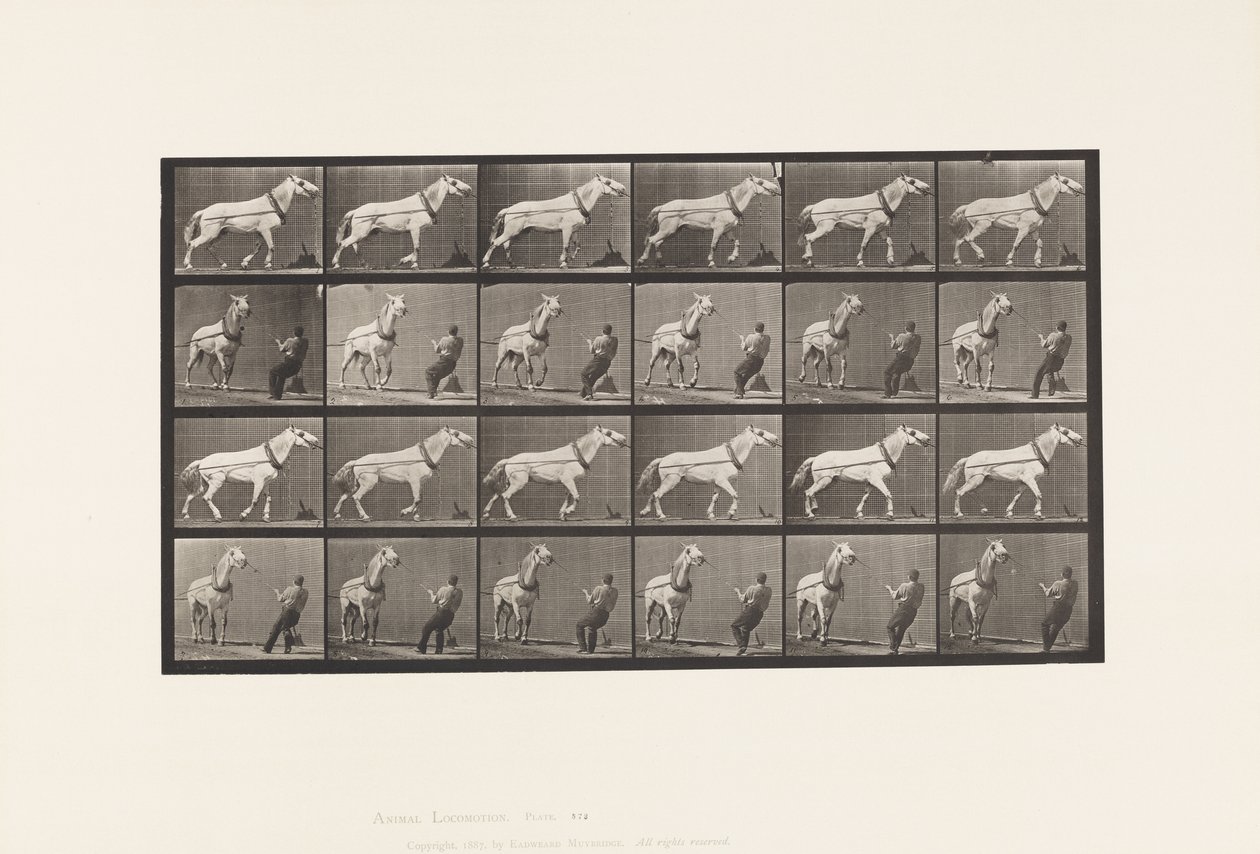 Tavle 573. Indhaling; Mand trækker i hovedet; Lysegrå Hoppe, 1885 af Eadweard Muybridge
