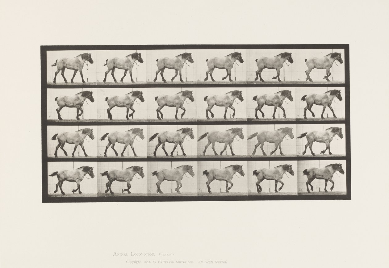 Tavle 574.Gående; Ledig; Mørkegrå belgisk hest Hansel, 1885 af Eadweard Muybridge