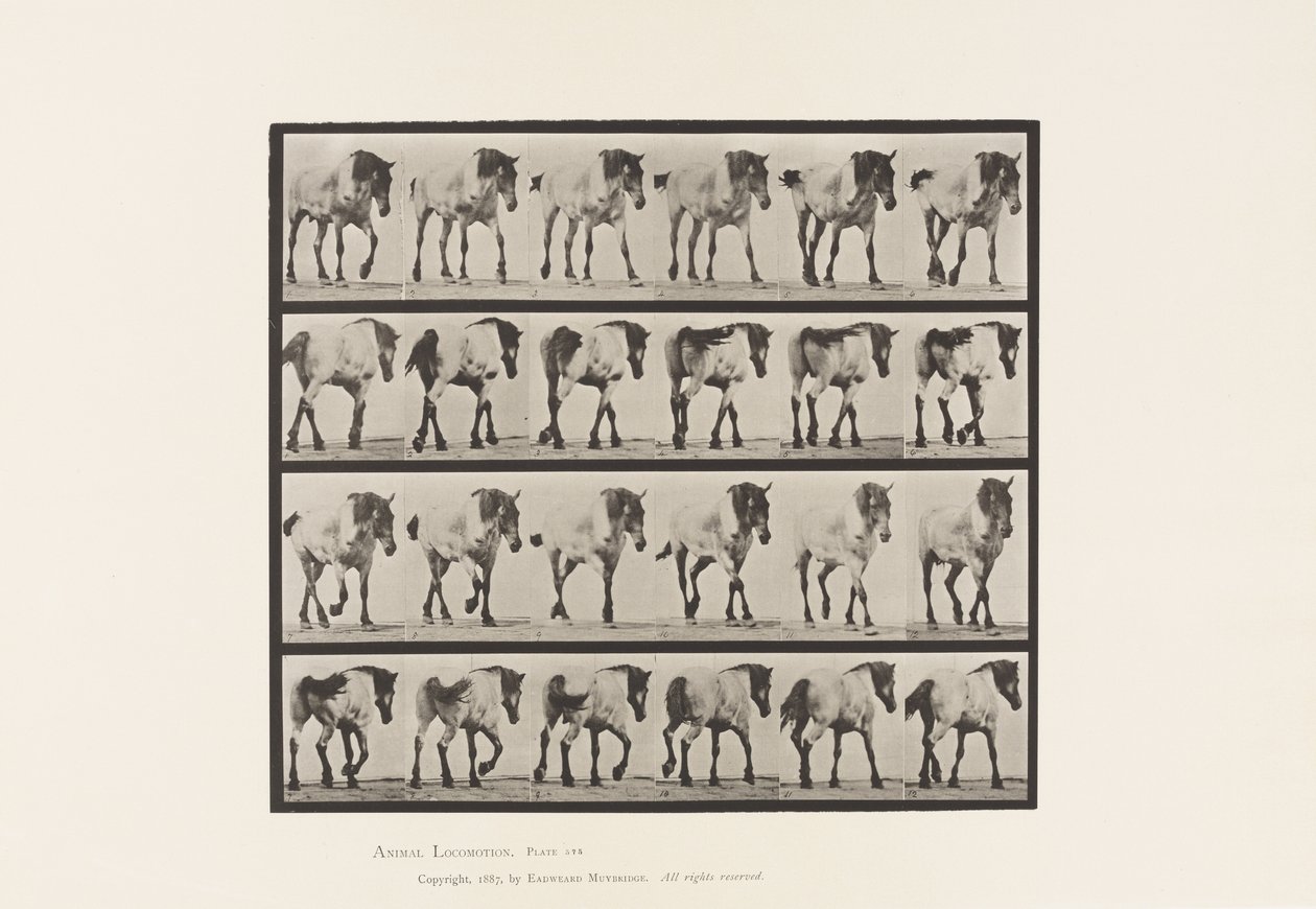 Tavle 575.Gående; Ledig; Mørkegrå belgisk hest Hansel, 1885 af Eadweard Muybridge