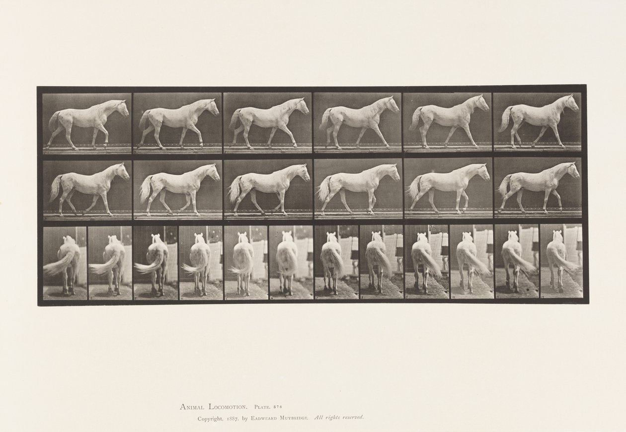 Tavle 576. Gang; Ledig; Lysegrå Hesteørn af Eadweard Muybridge