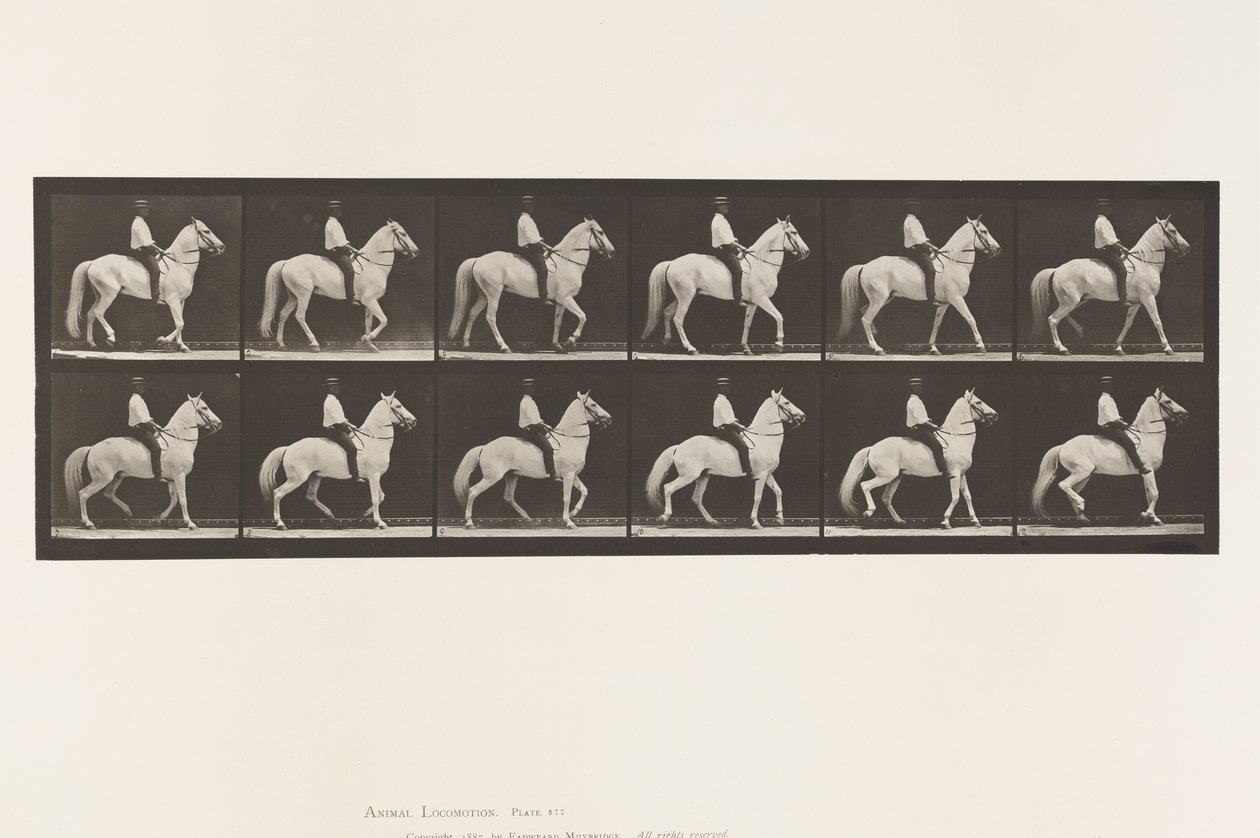 Tavle 577.Gående; Sadel; Uregelmæssig; White Horse Clinton, 1885 af Eadweard Muybridge