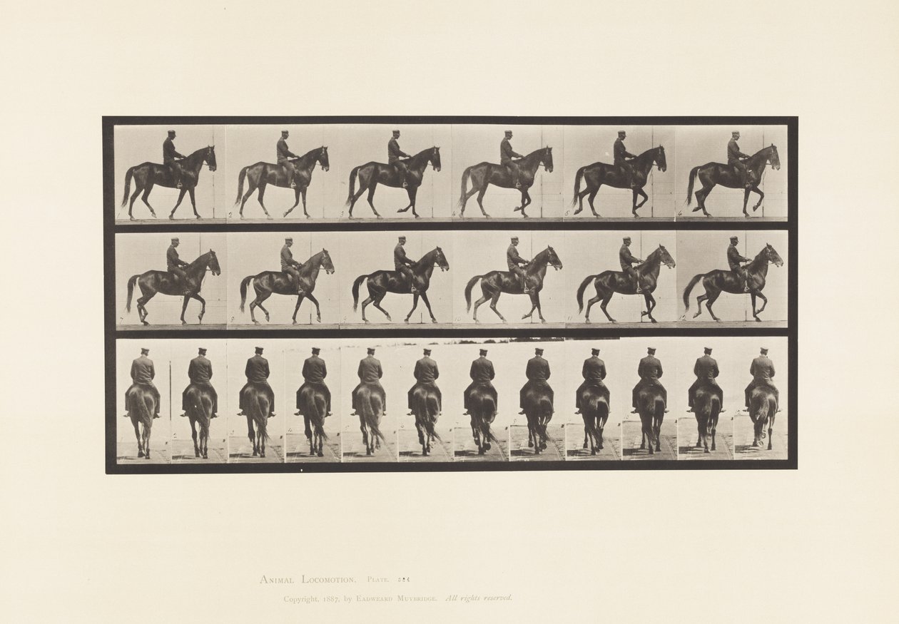 Tallerken 584.Gående; Sadel; Uregelmæssig; Brown Mare Beauty, 1885 af Eadweard Muybridge