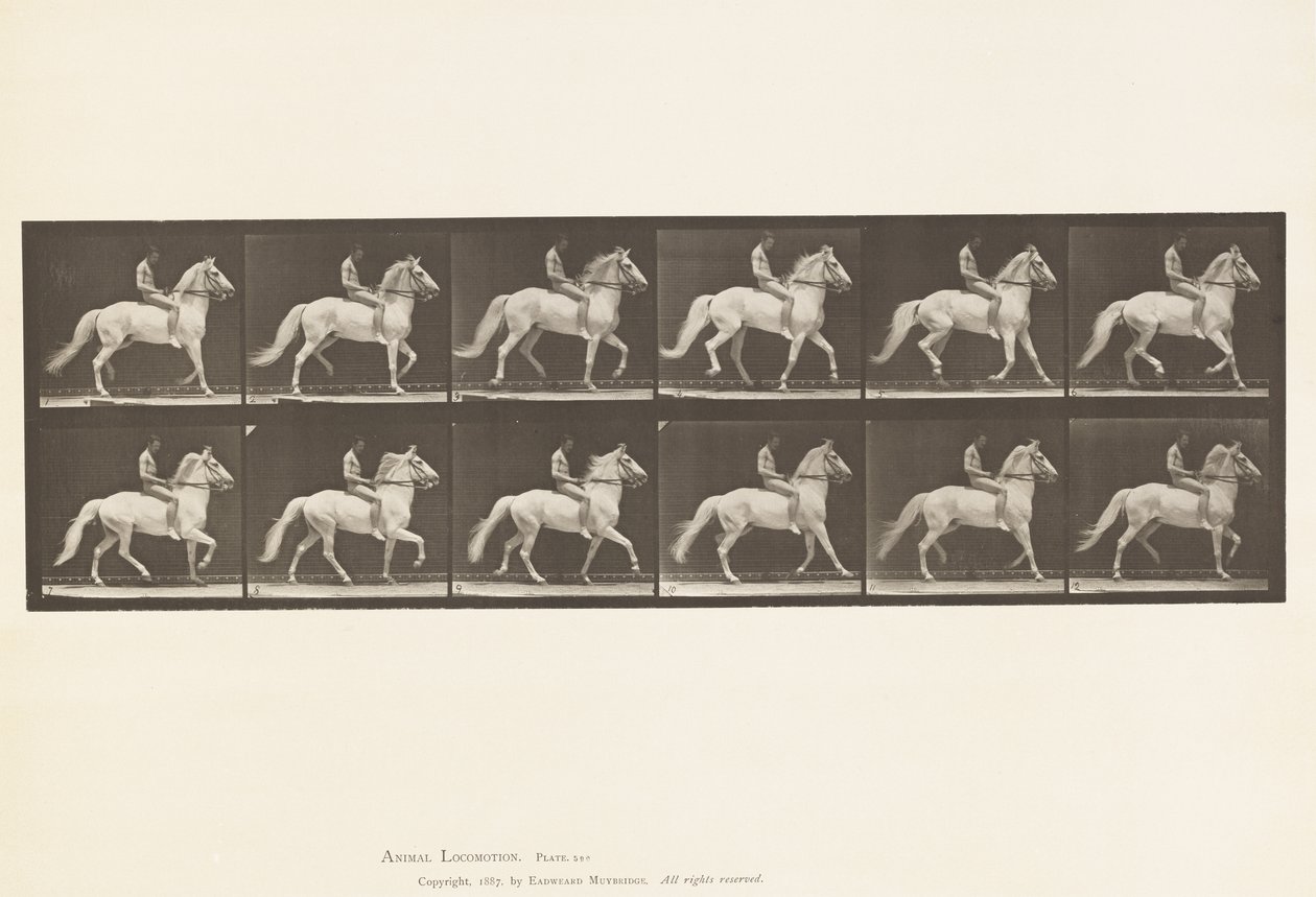 Plade 590.Ambling af Eadweard Muybridge