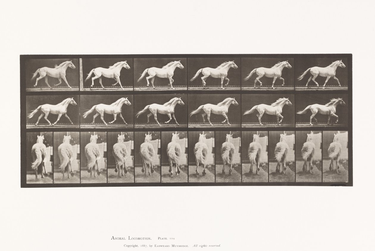 Tallerken 596. Trav; Ledig; Lysegrå Hesteørn af Eadweard Muybridge