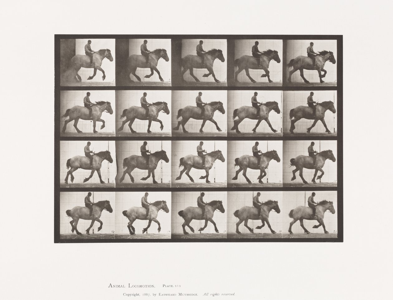 Tavle 615. Galop: Barrygget; Mørkegrå belgisk hest Hansel af Eadweard Muybridge