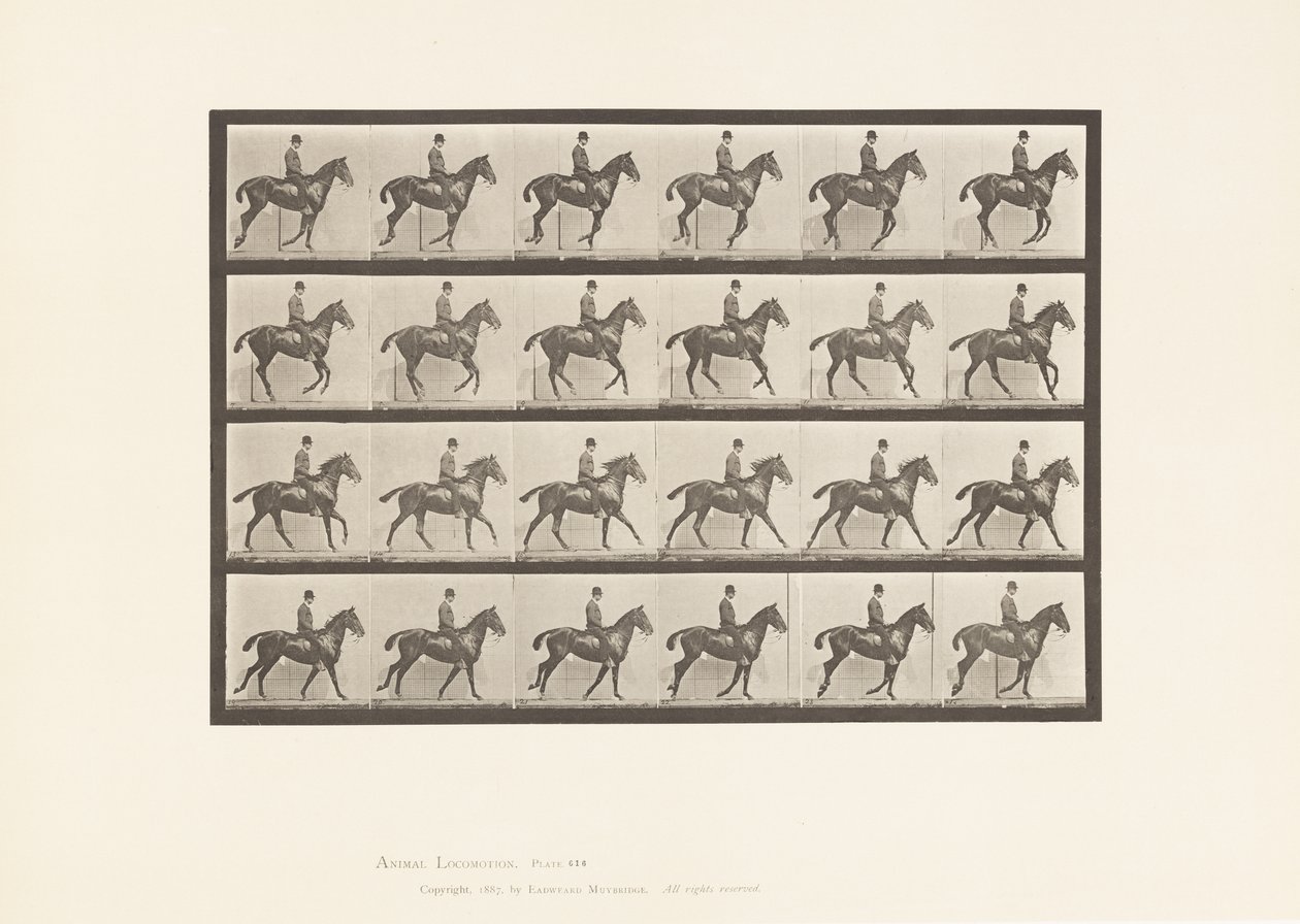 Tavle 616. Galop; Sadel; Bay Horse Daisy af Eadweard Muybridge