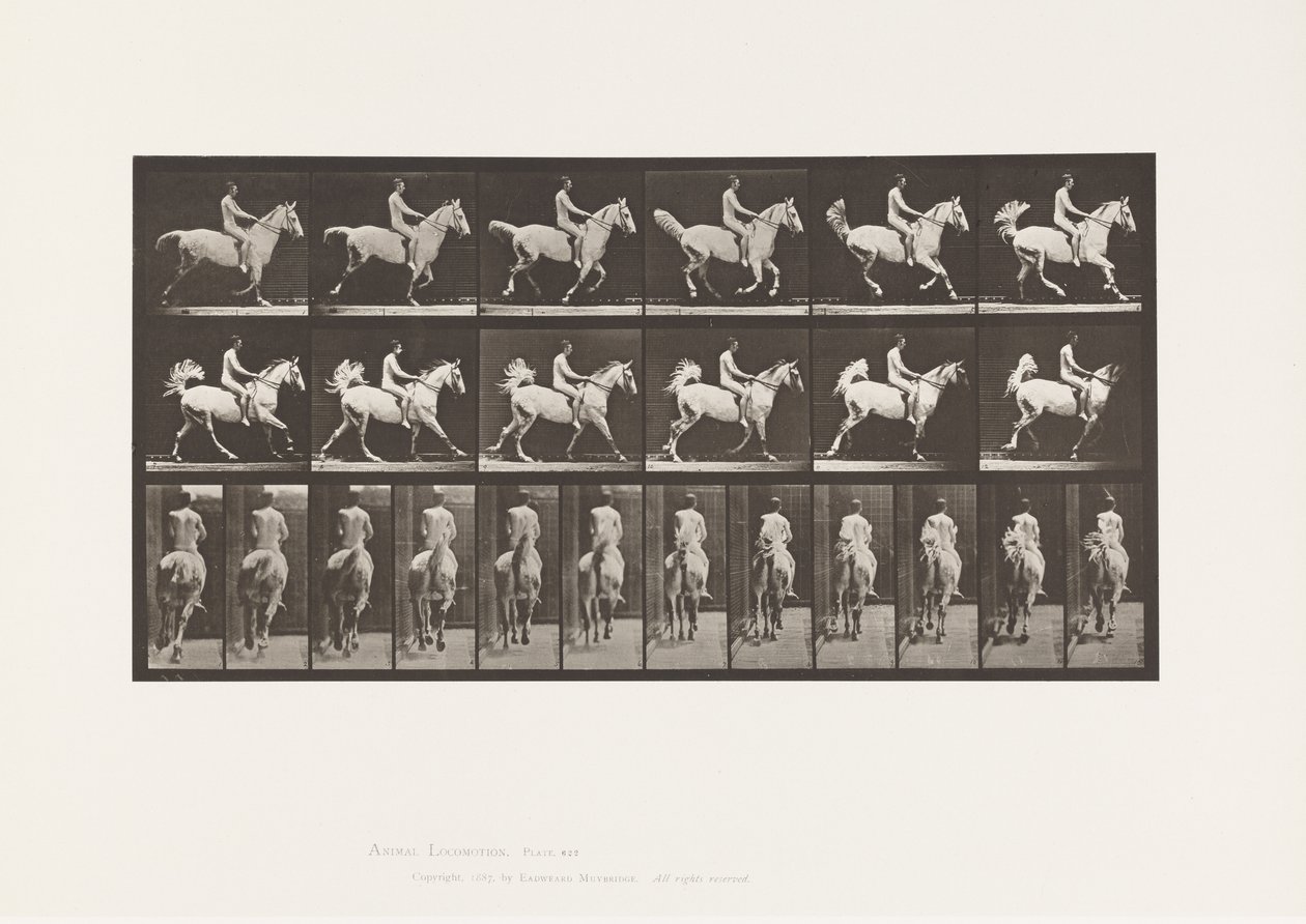 Tavle 622. Galop; Sadel; Rytter, 43, Nøgen; grå hest Smith, 1885 af Eadweard Muybridge