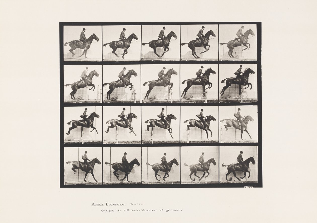 Plade 640. Springer en Hurdle; Sadel; Bay Horse Daisy af Eadweard Muybridge