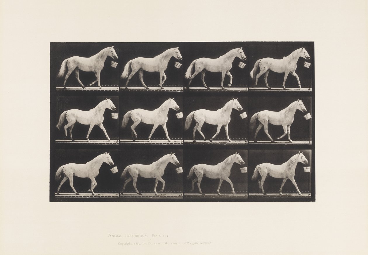 Tallerken 650. Går med en spand i munden; Lysegrå Hest af Eadweard Muybridge