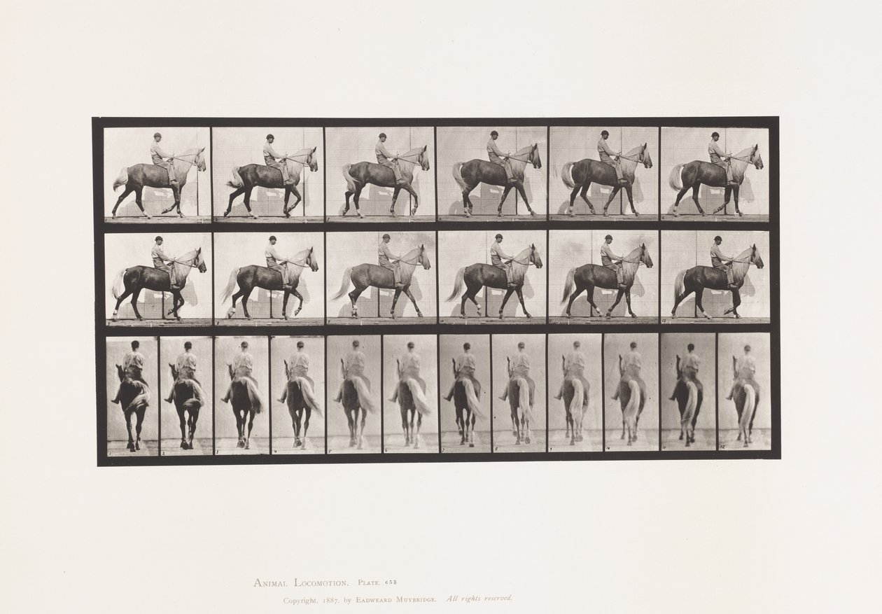 Tavle 653. Gang; Sadel; Halm, højre forfod; Heste-Buckskin af Eadweard Muybridge