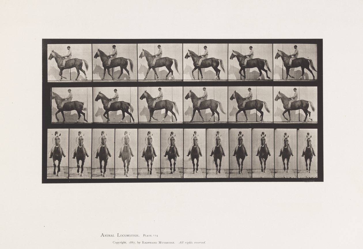 Tavle 654. Gang; Sadel; Halm, højre forfod; Heste-Buckskin af Eadweard Muybridge