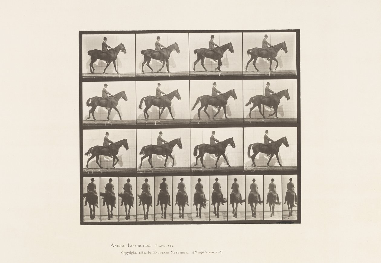 Tavle 655. Gang; Sadel; Spavin, Højre Bagben; Hest af Eadweard Muybridge