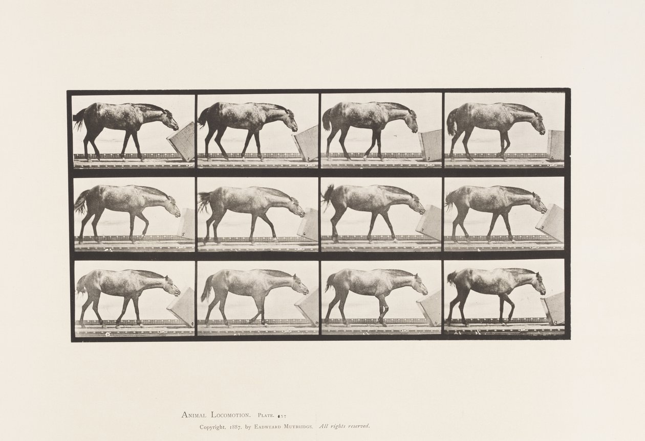Tallerken 657. Rulning af en Æske; Pony, Lotta af Eadweard Muybridge
