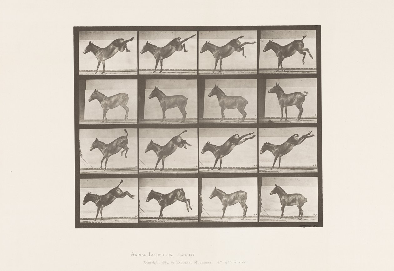 Tallerken 658. Muldyr; A, sparker; B, sparker Ruth af Eadweard Muybridge
