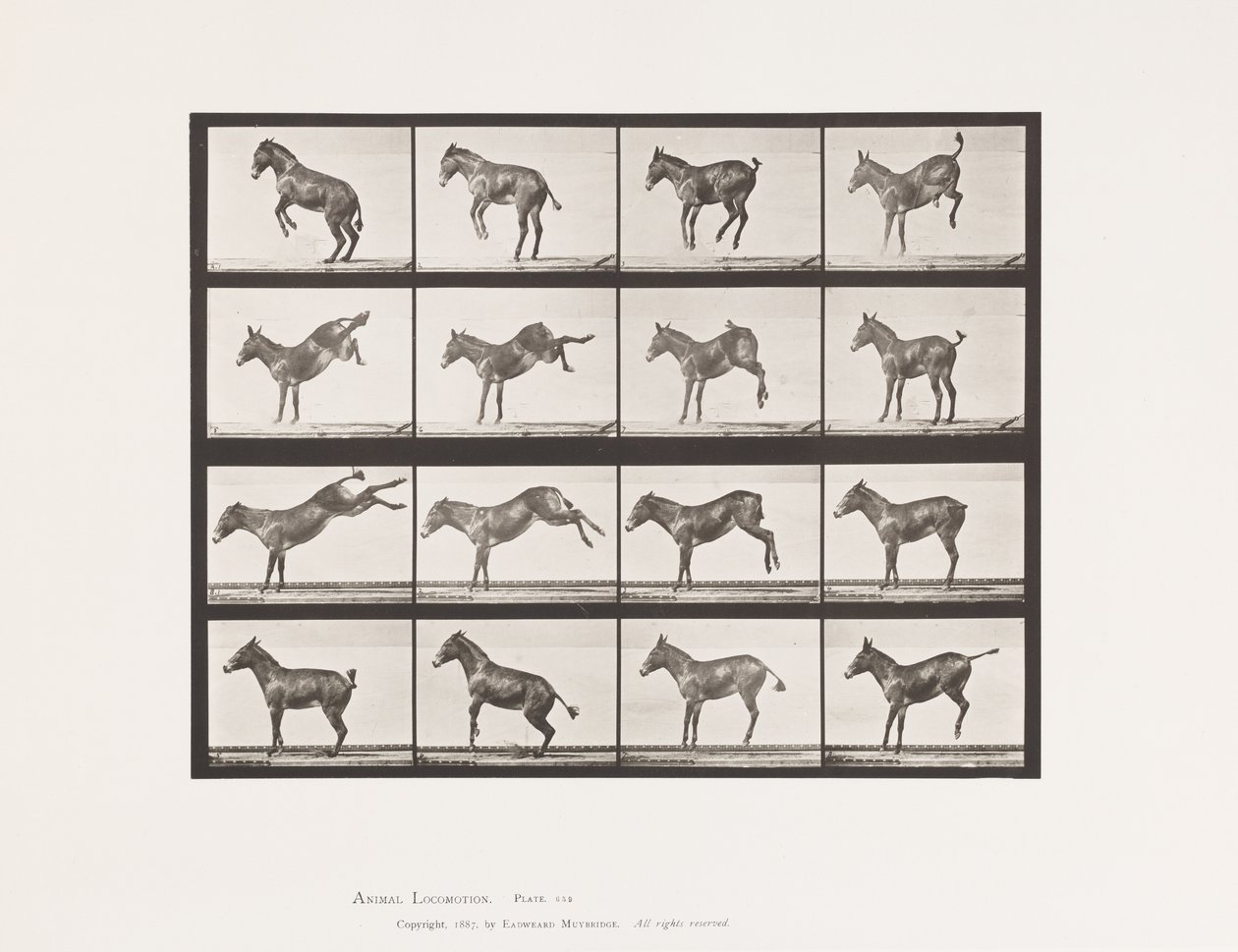 Tallerken 659. Muldyr; A, B, Bucking og Kicking; Ruth af Eadweard Muybridge