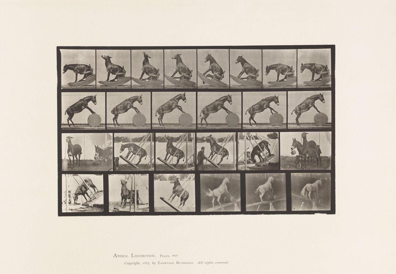 Tallerken 660. Muldyr; Diverse forestillinger Denver af Eadweard Muybridge