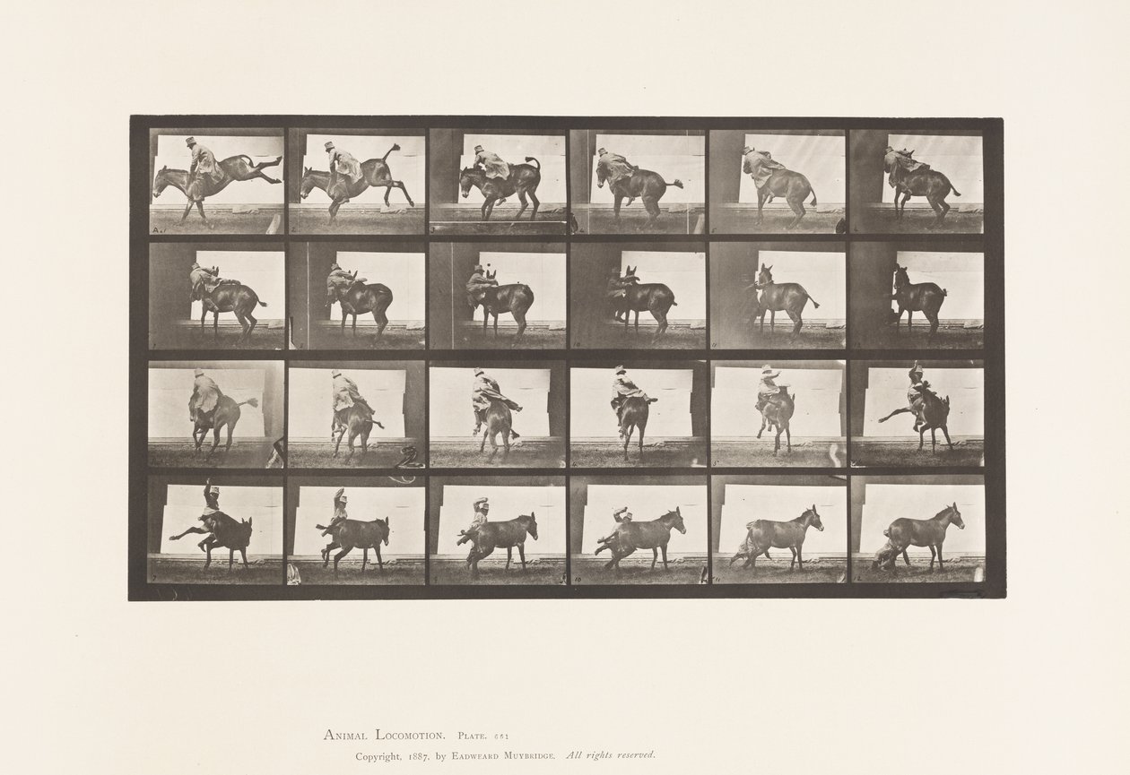 Tallerken 661. Muldyr; A, B, Et Ildfast Dyr Ruth af Eadweard Muybridge