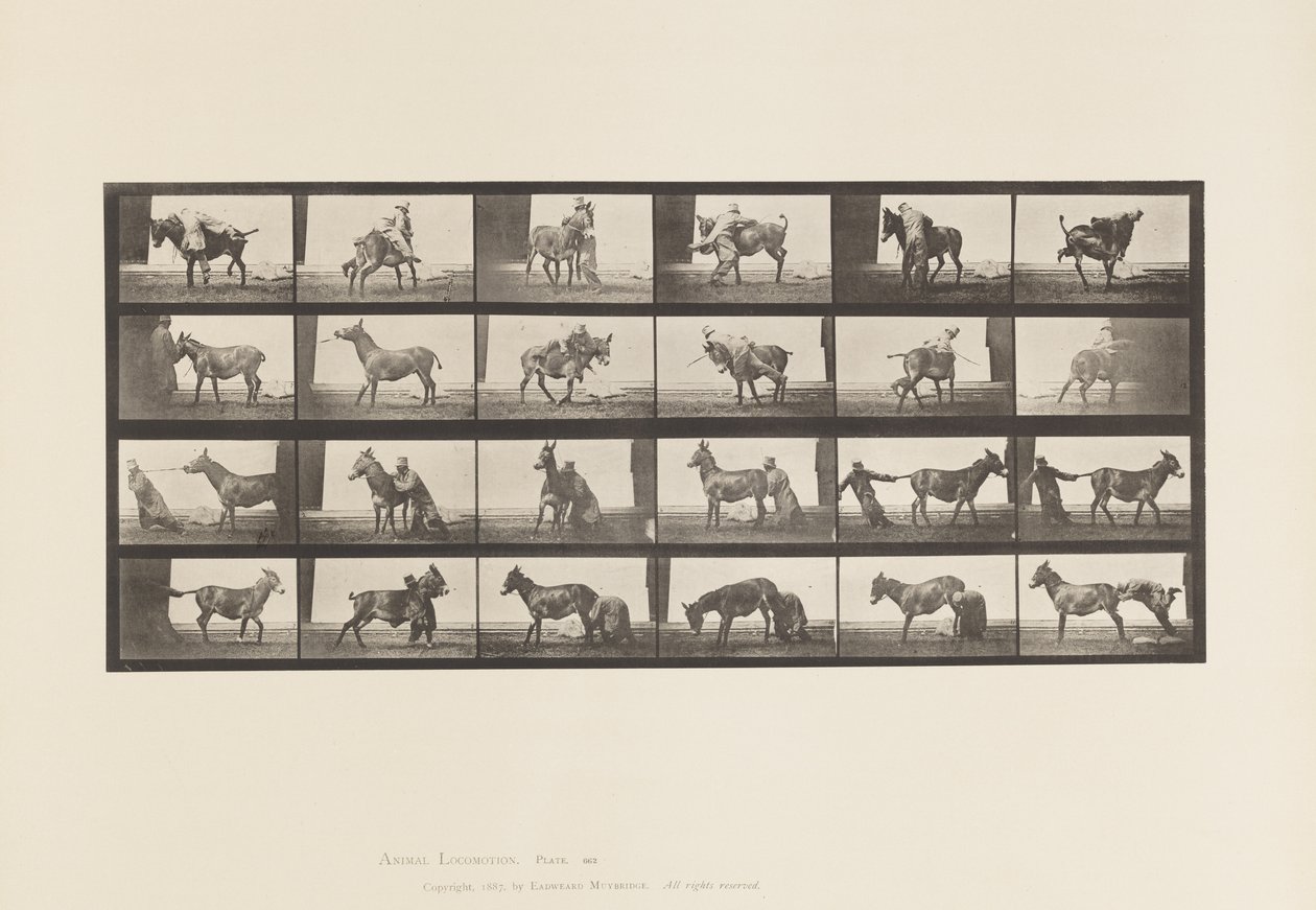 Tallerken 662. Muldyr; A, B, A Ildfast dyr Denver af Eadweard Muybridge
