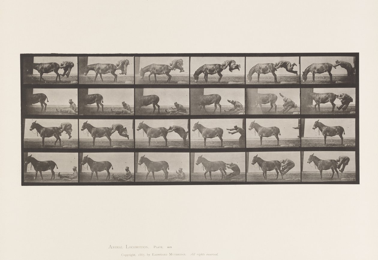 Tallerken 663. Muldyr; A, B, A Ildfast dyr Denver af Eadweard Muybridge