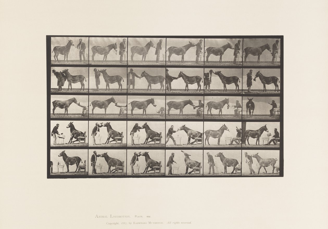 Tallerken 664. Muldyr; Forskellige forestillinger; ved et bord osv. af Eadweard Muybridge