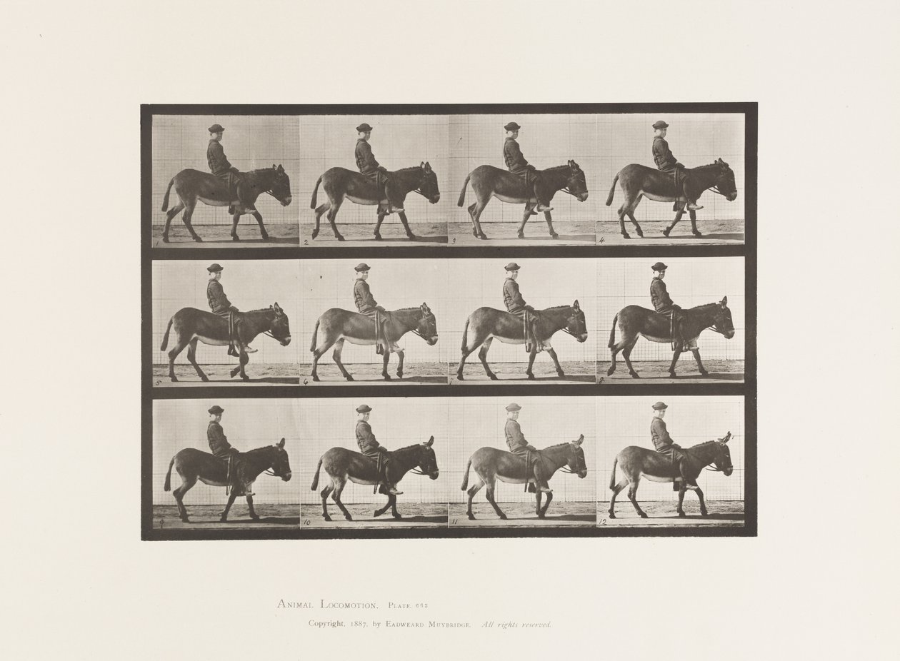 Tallerken 665. Ass; Gåture; Bareback; en dreng, der rider, Jennie af Eadweard Muybridge