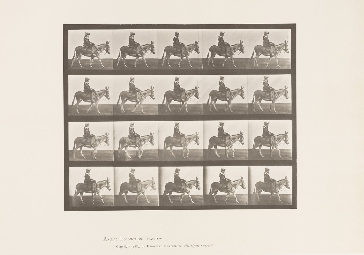 Tavle 666. Ass; Gåture; Sadel; En pige, der rider, Zoo af Eadweard Muybridge
