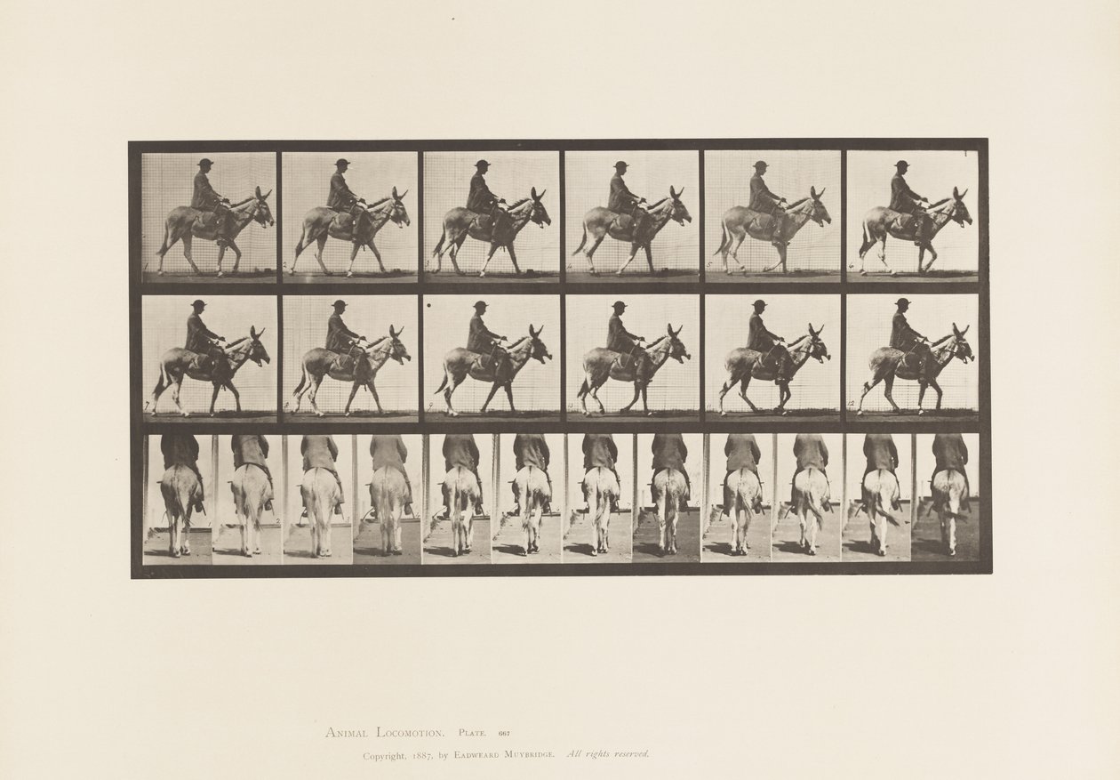 Tavle 667. Ass; Gåture; Sadel; En dreng rider, Zoo af Eadweard Muybridge