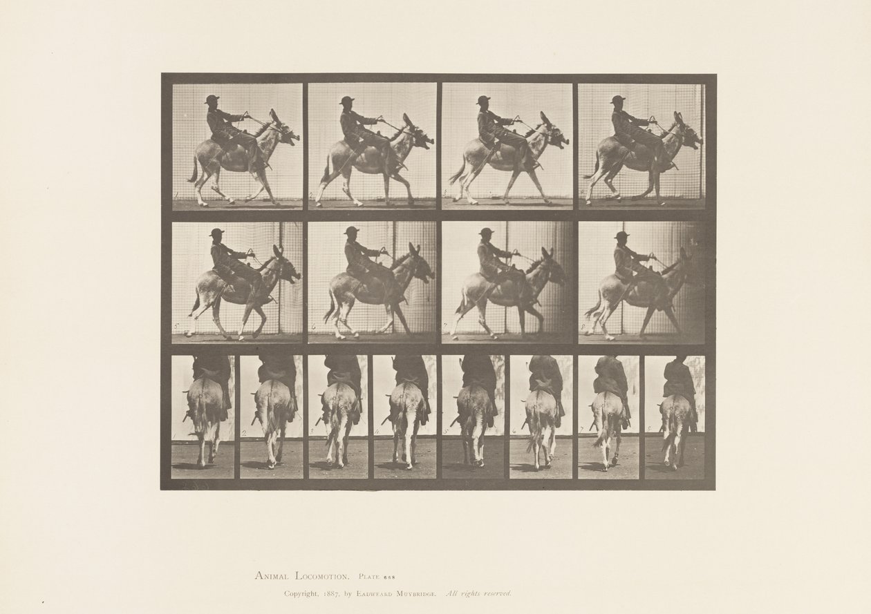 Tavle 668. Ass; Ambling; Sadel; En dreng rider, Zoo af Eadweard Muybridge