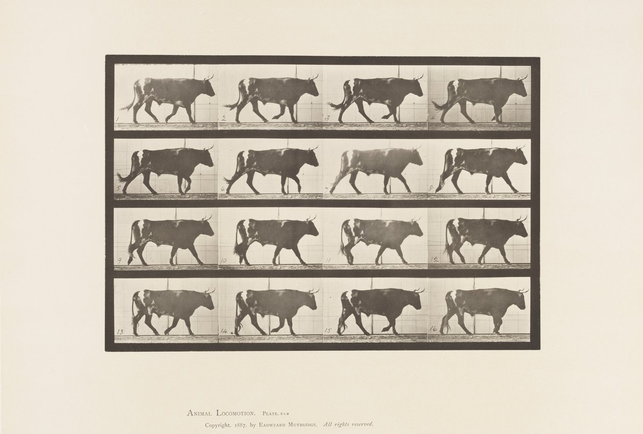 Plade 669. Okse; Gåture af Eadweard Muybridge