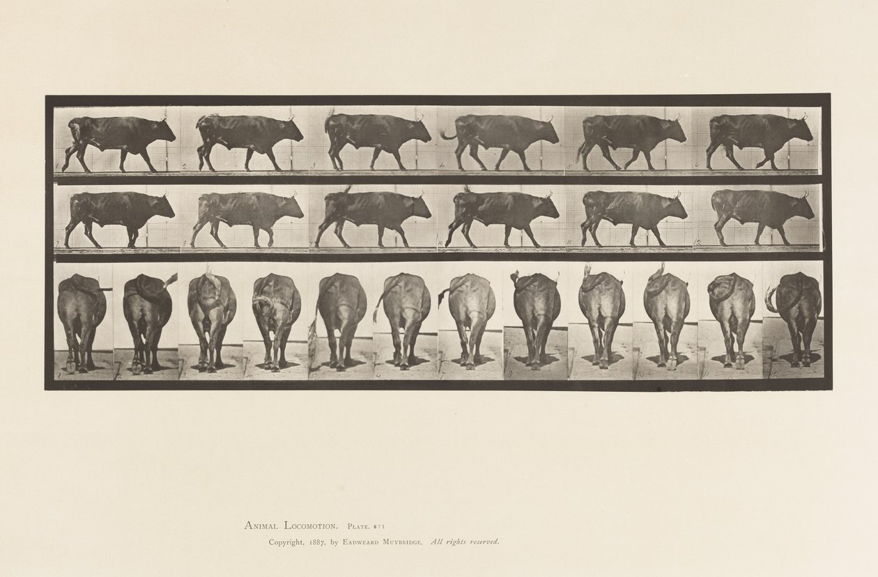 Plade 671. Okse; Gåture af Eadweard Muybridge