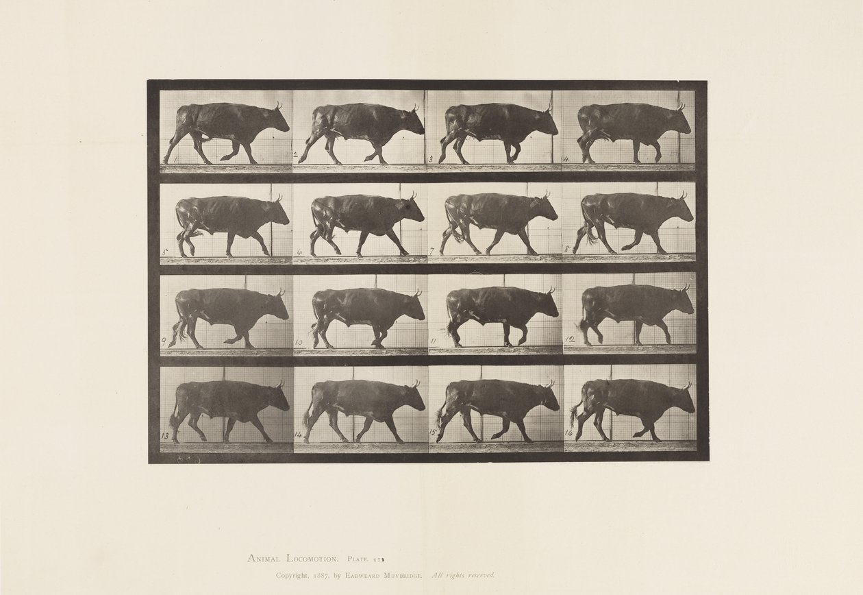 Plade 672. Okse; Trav af Eadweard Muybridge