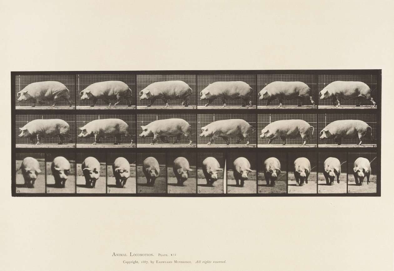 Tavle 673. So; Gåture af Eadweard Muybridge